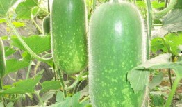 今日吃瓜 吃瓜大瓜事件,揭秘惊天大瓜，娱乐圈风云再起